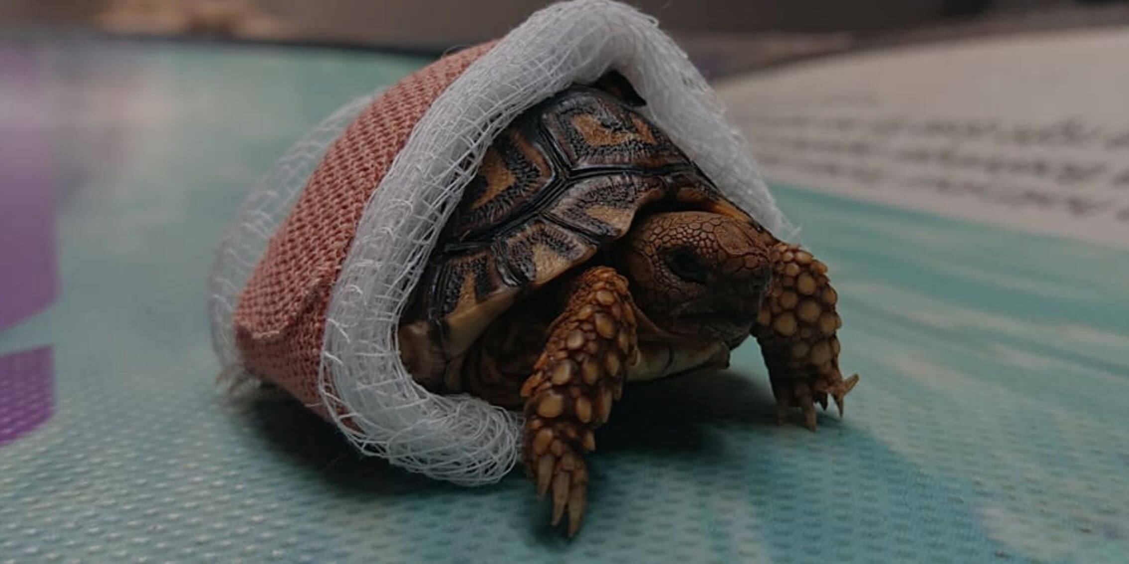 Injured baby tortoise gets and adorable Bandage