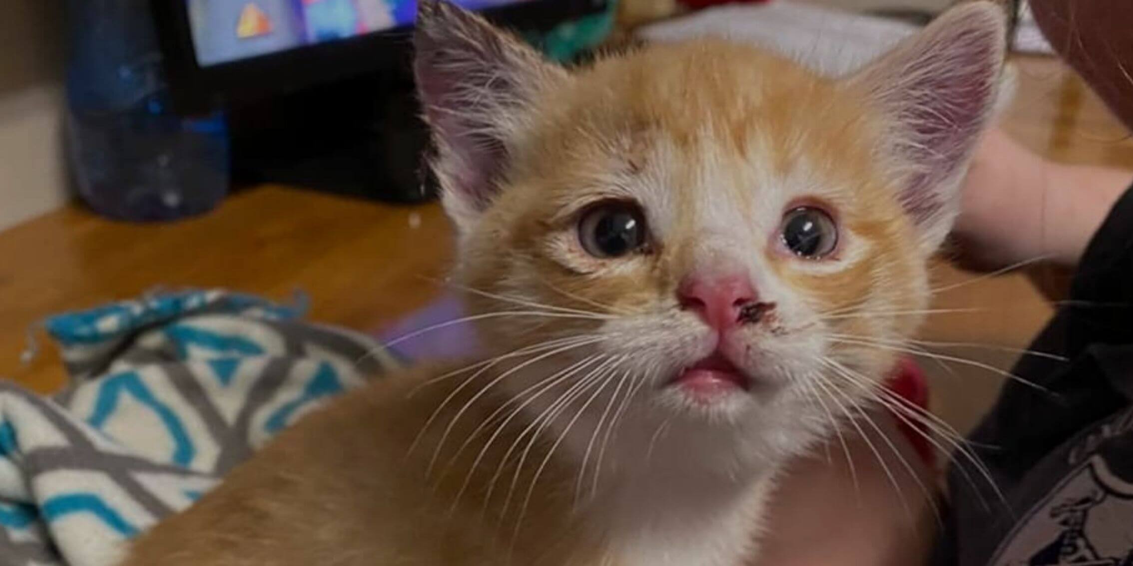 epic kitten rescue gets a second chance