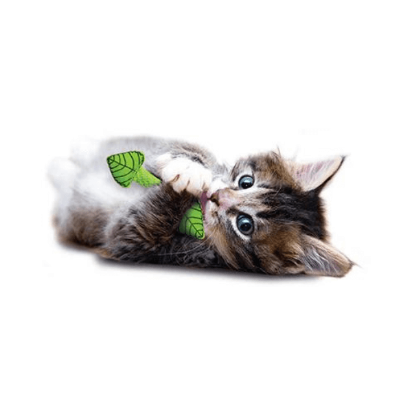 SHOP BY CATEGORY - 02 CATS - KIMVET ONLINE STORE - CAT PRODUCTS - Vetshop Near Me - cat toys - fresh breath mint stick - petstages 2