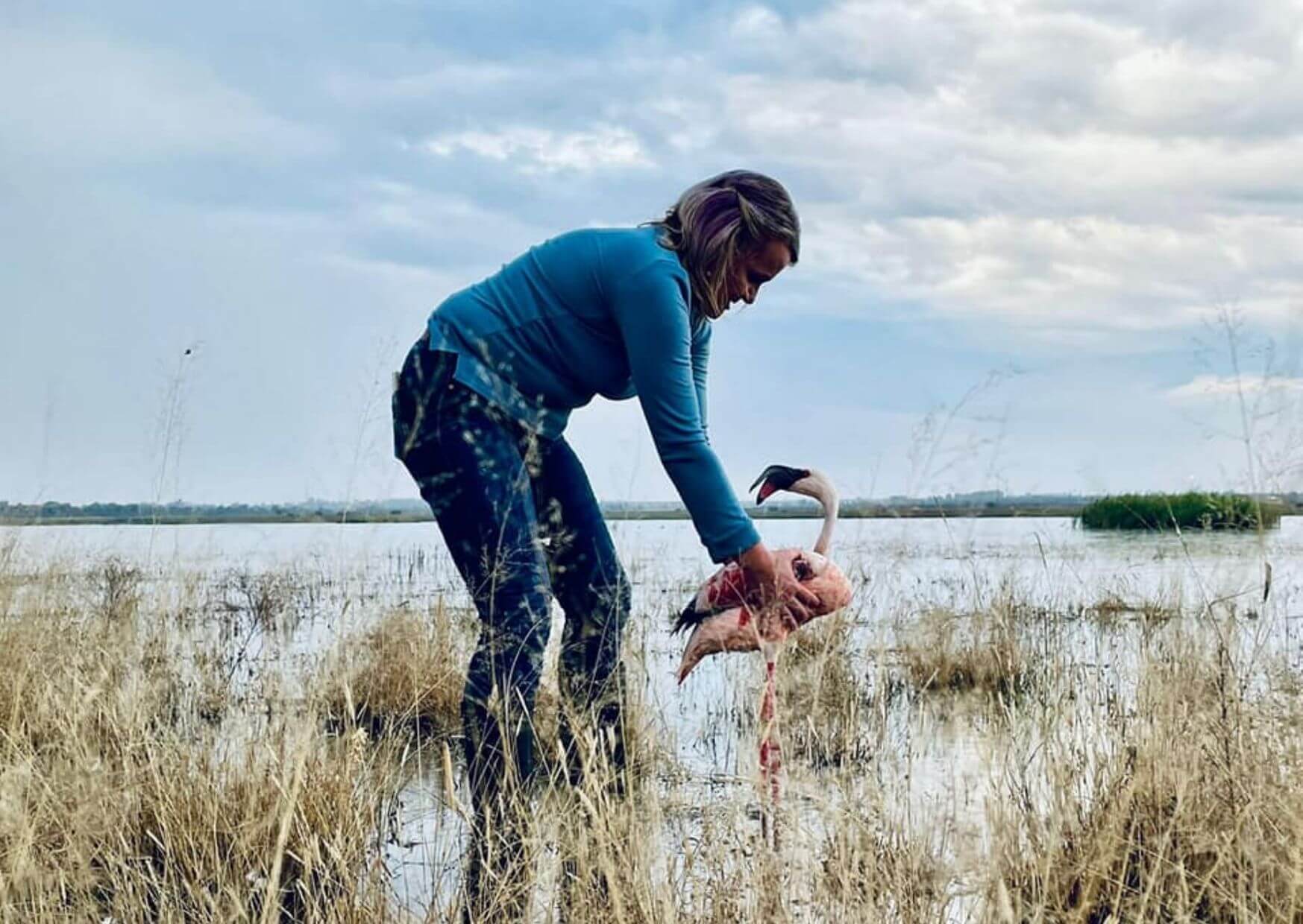 Flamingo Release