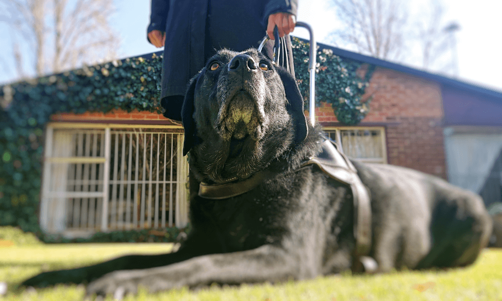 service dogs guide dogs vet in kimberley
