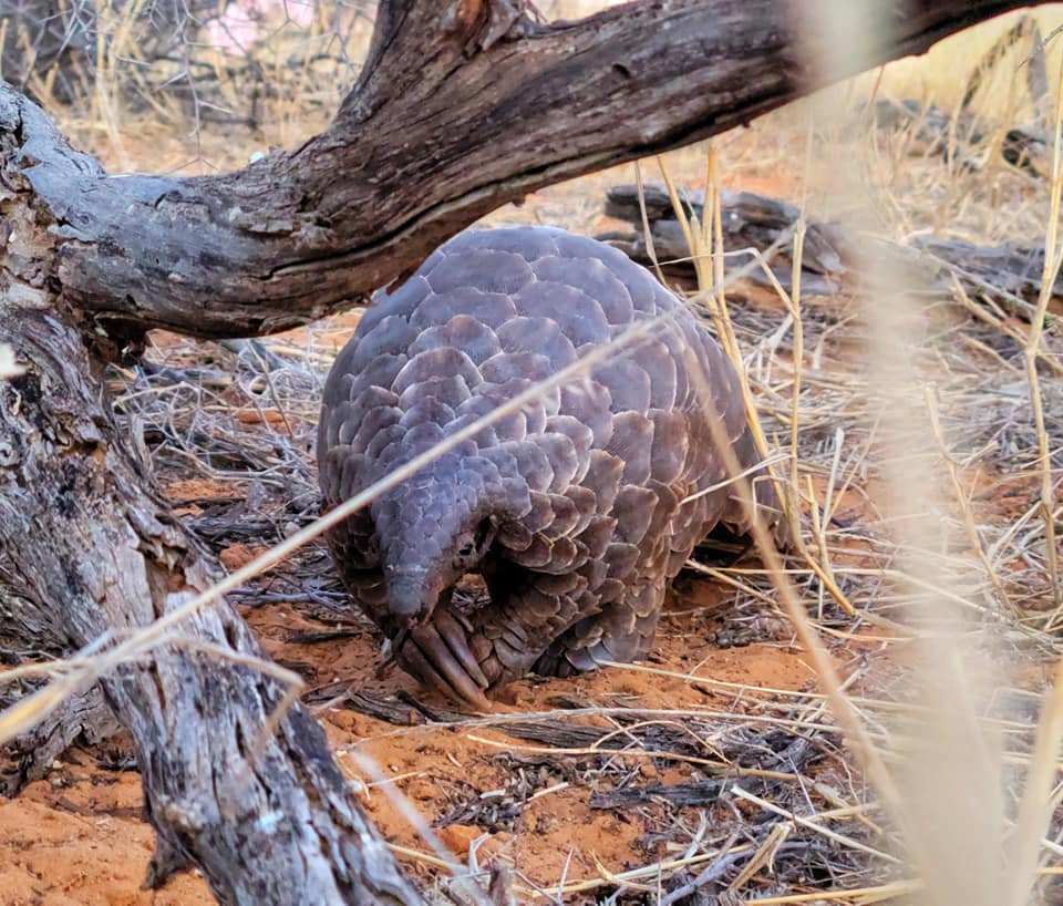 pangolins in South Africa Pangolins of South Africa