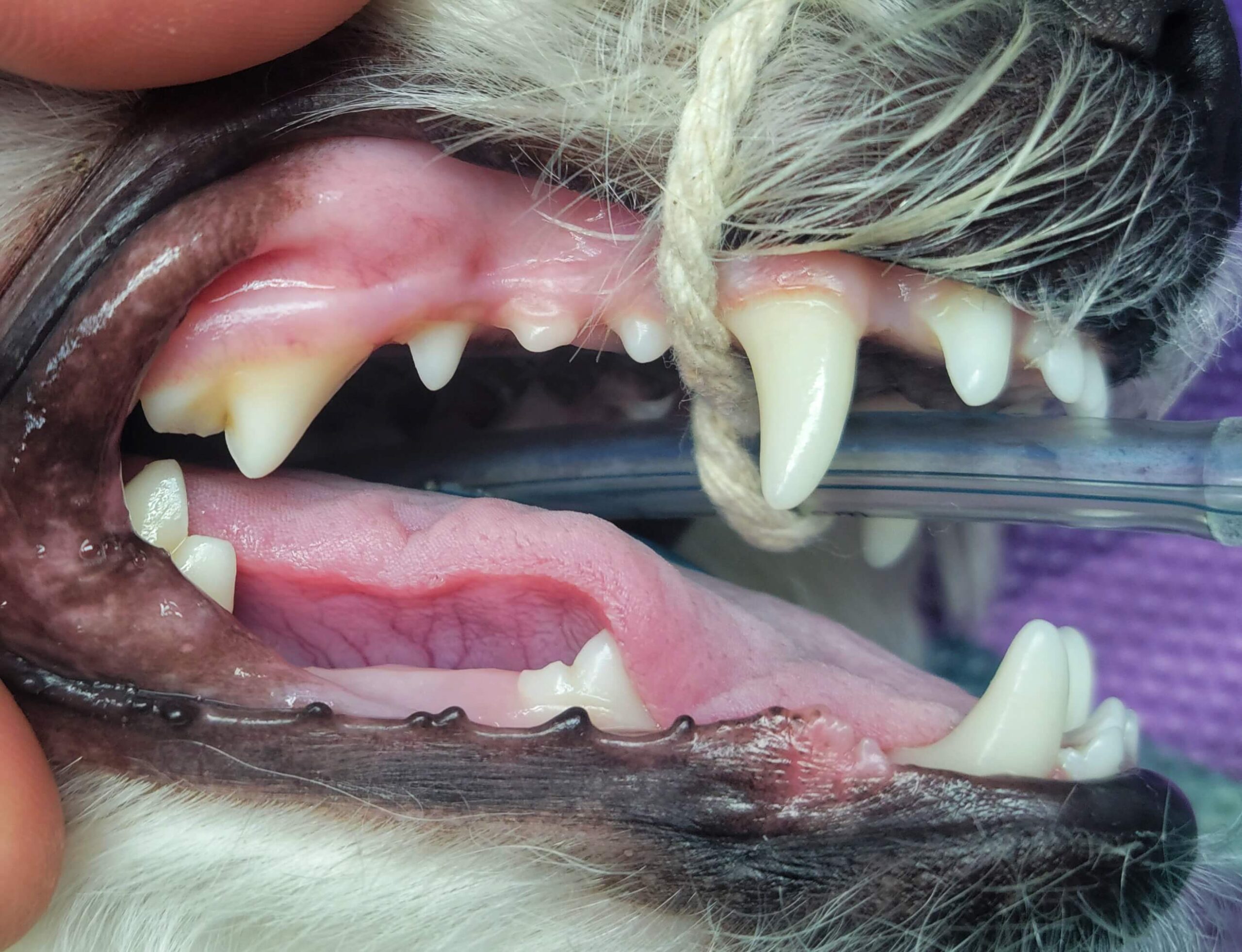 Dental disease in pets vet in kimberley