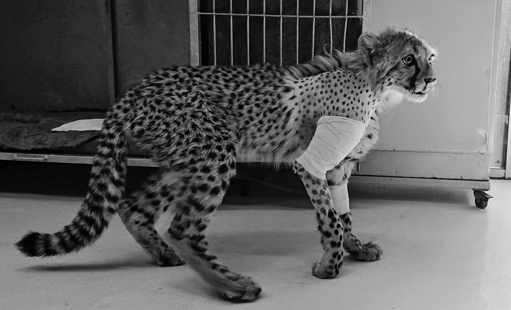 cheetah recovering after surgery in kimberley veterinary clinic