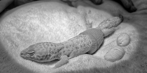 lizard that was egg bound recovering after surgery