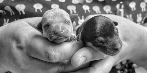 chihuahua puppies after a caesarean section