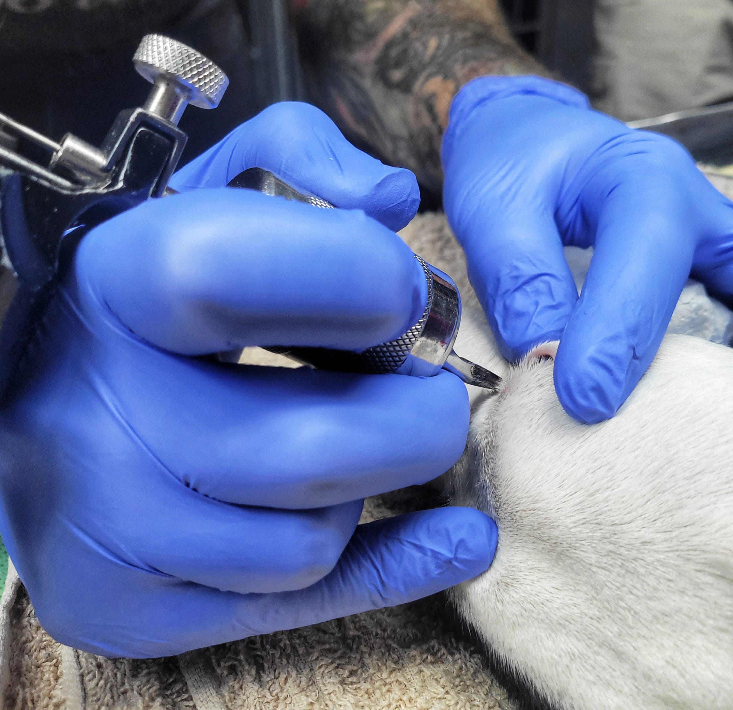 Medical Tattooing in Animals