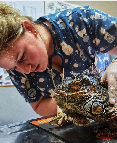 KIMVET - SERVICES - 2 - Exotic Pet Consultation Services