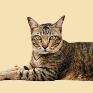 SHOP BY CATEGORY - 02 CATS - KIMVET ONLINE STORE - CAT PRODUCTS - Vetshop Near Me