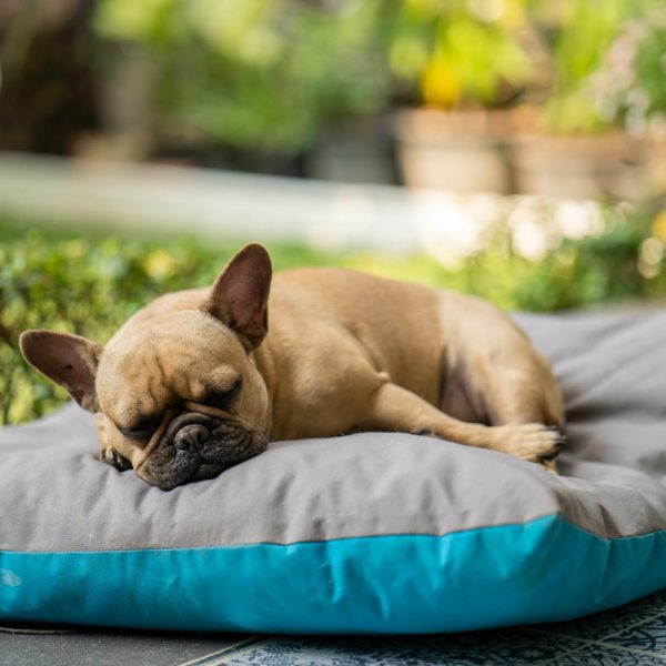 Dog Beds, Cushions & Blankets