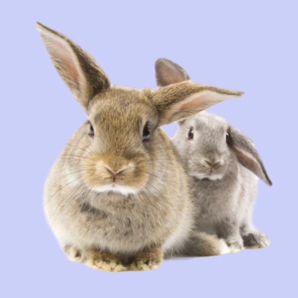 SHOP BY CATEGORY - 08 SMALL MAMMALS - KIMVET ONLINE STORE - SMALL MAMMAL PRODUCTS - Vetshop Near Me