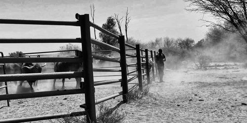 2 livestock-consultations-services- Farmer's Corner - KIMVET SERVICE