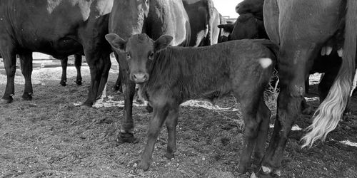 5 livestock-consultations-services- Farmer's Corner - KIMVET SERVICE