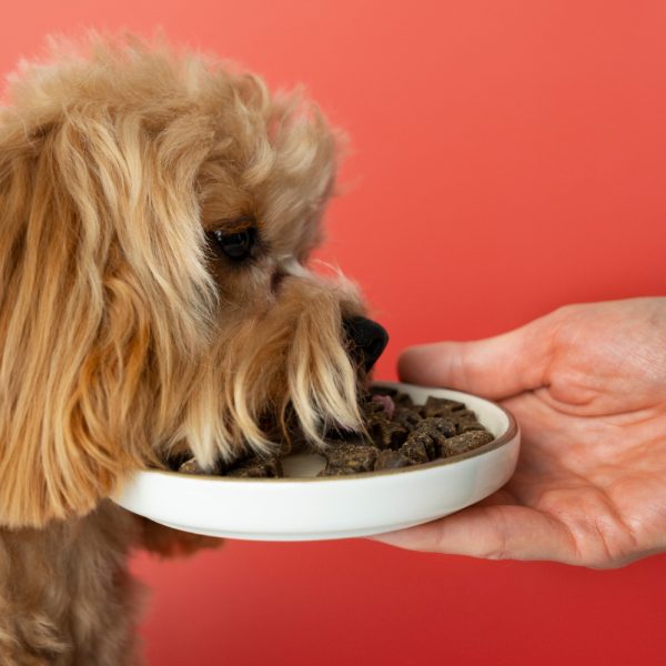 Special Diets Dog Food