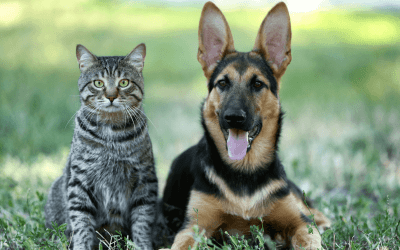 The Importance of Tick and Flea Treatment for Dogs and Cats