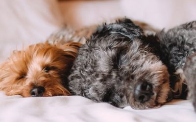 Pet’s struggling to sleep? Some Tips That Might Help!