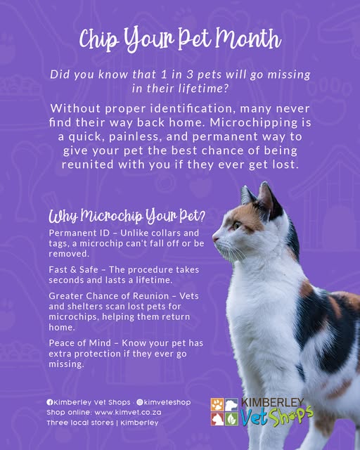 Why Microchip Your Pet? Did you know 1 in 3 pets go missing in their lifetime? Chip Your Pet Month at Kimvet
