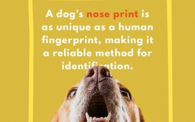 Fun fact! A dog’s nose print is as unique as a human fingerprint, making it a reliable method for identification.