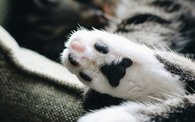 Essential Grooming Products for Your Feline Friend at KimVet