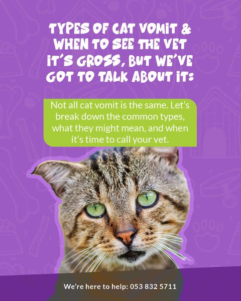 Types of Cat Vomit — and When to See the Vet. (It’s gross, but we’ve got to talk about it)…