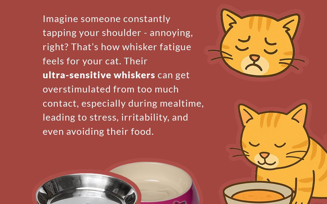 Whisker Fatigue in Cats – Read how to recognize the symptoms