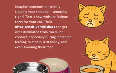 Whisker Fatigue in Cats – Read how to recognize the symptoms