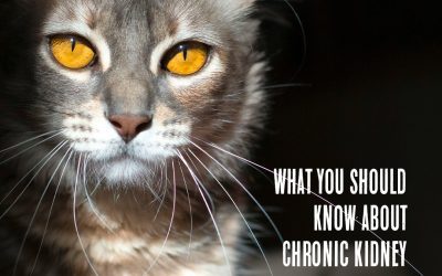 Chronic Kidney Disease in Cats: What Every Pet Parent Needs to Know
