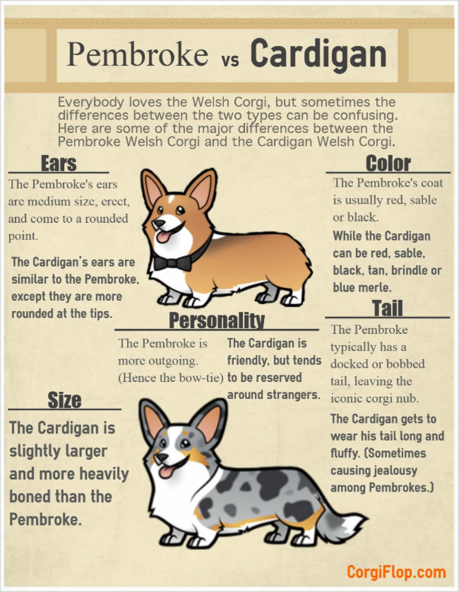 Did you know Corgi breeds are stubborn but trainable 2