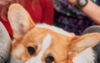 Did you know Corgi breeds are stubborn but trainable?