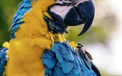 Did you know Parrots can see ultraviolet light, which affects how they perceive colours and even other parrots? Wow!