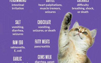 Please never give your kitties these foods!