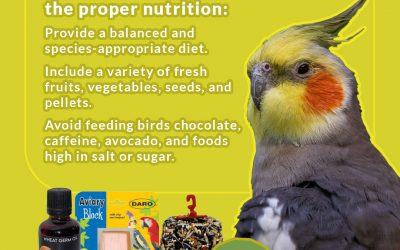 Make Sure Your Feathered Friends Are Eating Right