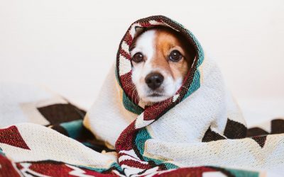 Keeping Your Dog Warm This Winter