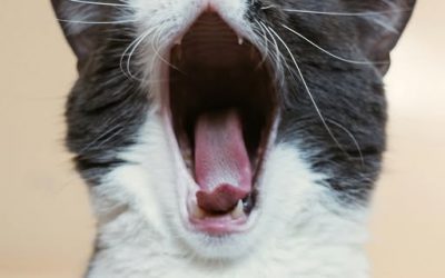 Sweet? No Thanks! Unlike humans, cats can’t taste sweetness. Their taste buds never evolved to crave sugary treats!