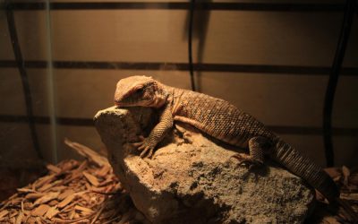 Reptile Care Tips for Cold Months